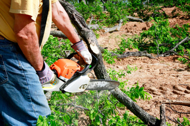 Best Tree Disease Treatment  in Florence, AL